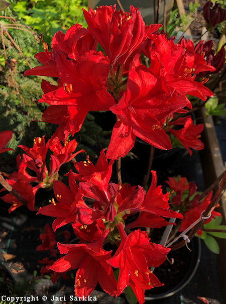 Rhododendron 'Nabucco', puistoatsalea